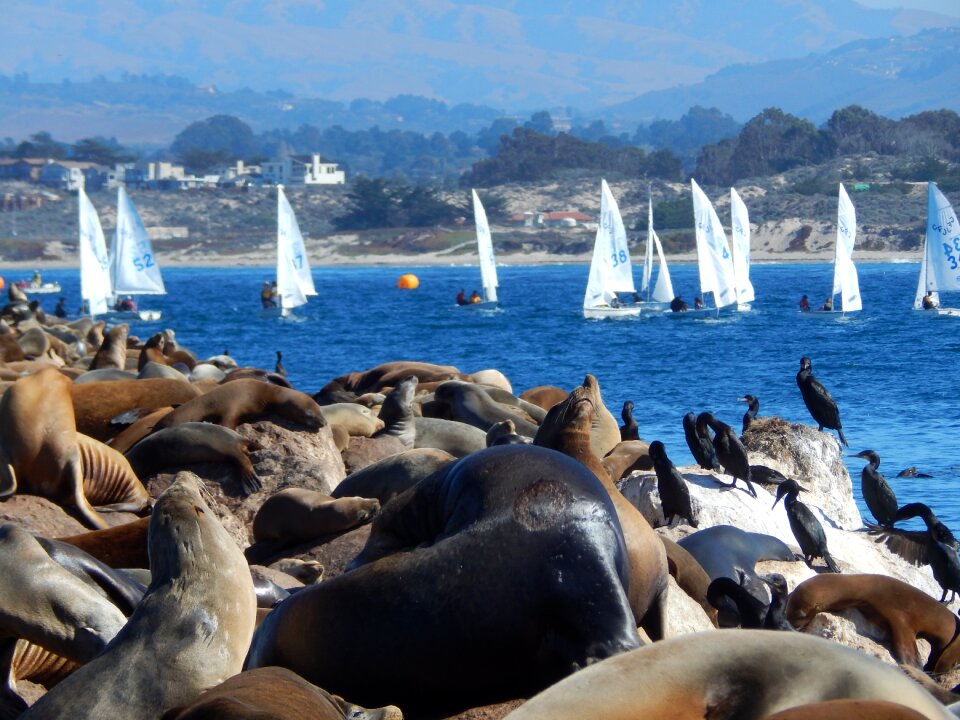 Sea animals seals sea birds