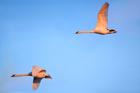 Singing swans water bird elbaue