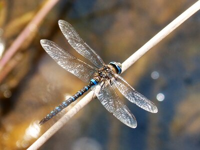 Wetland winged insect dragonfly emperor photo