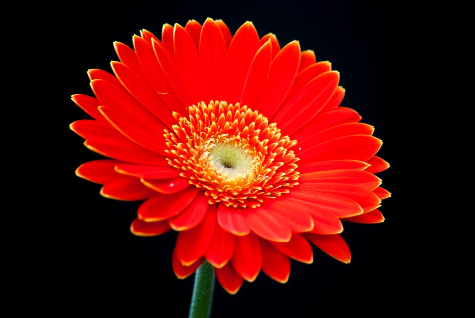 Flower summer orange flower