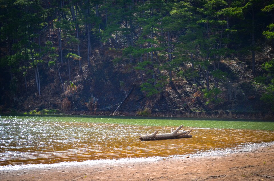 Lake lonely pine trees