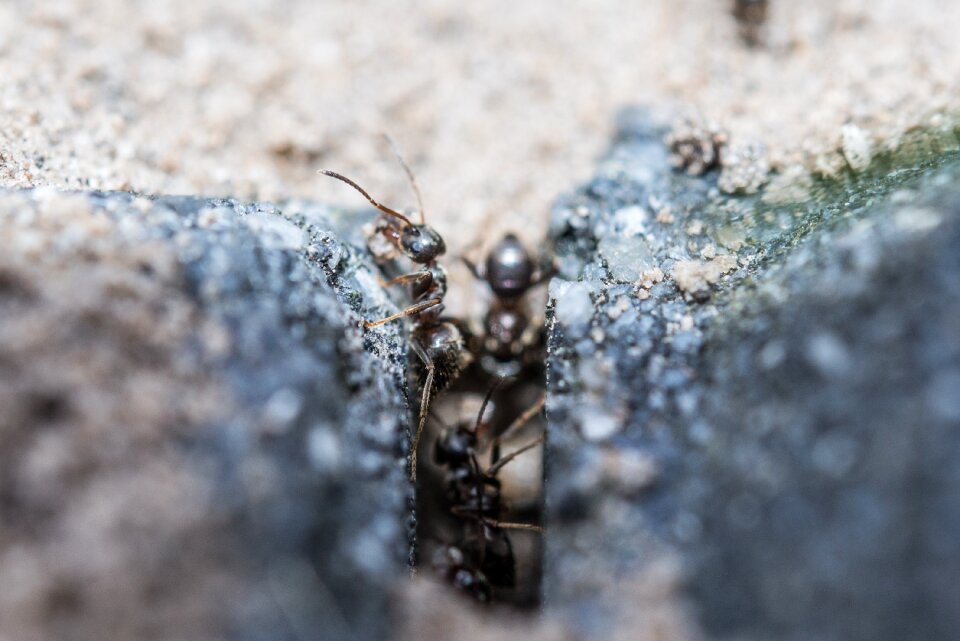 Insect wildlife worker