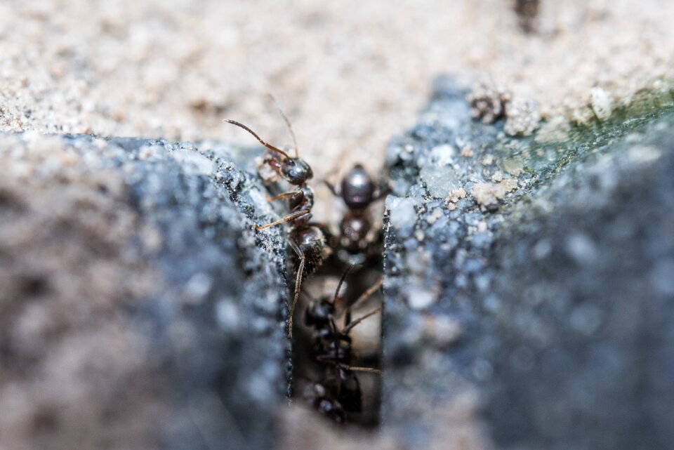 Insect wildlife worker photo