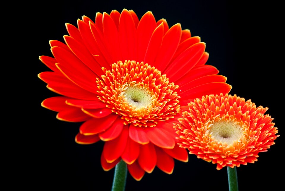Summer for you cut flowers