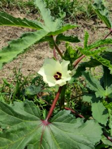 Okra or Lady Finger flower (বাংলা- ঢ্যাঁড়শ) ; scientific name- Abelmoschus esculentus