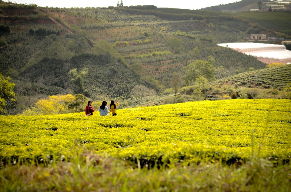 Countryside field tea