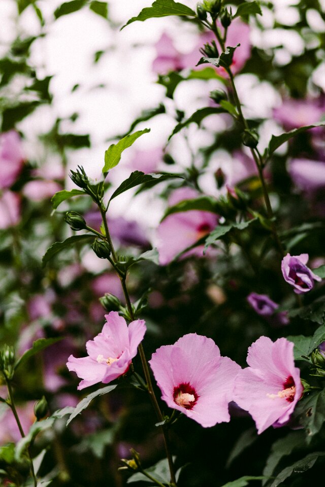 Flower nature bloom
