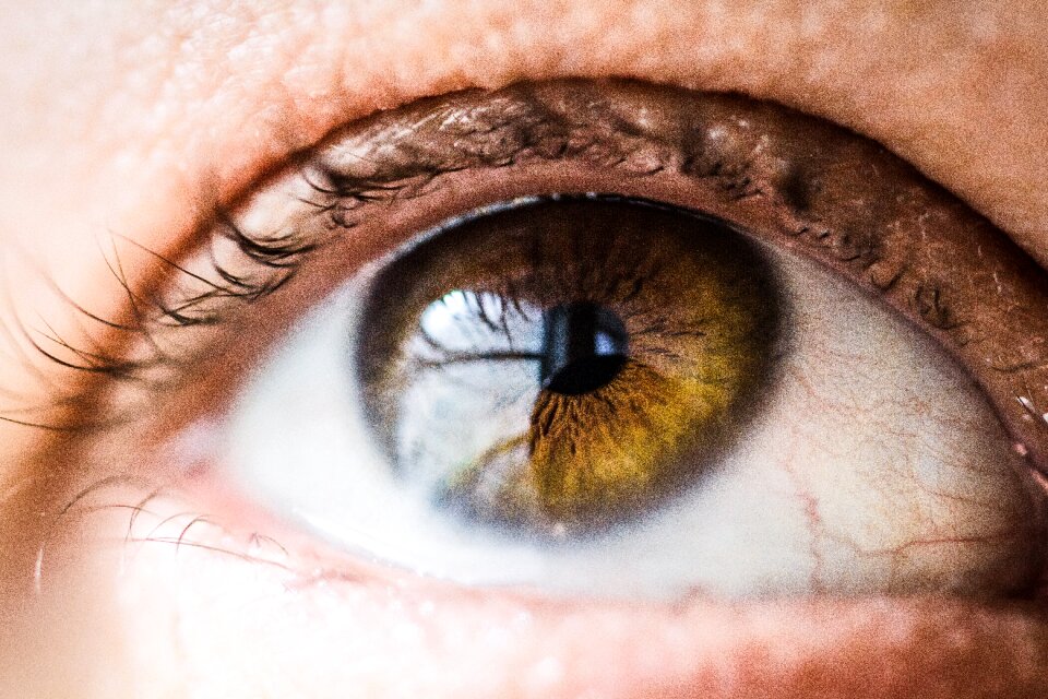 Eyeball eyebrow eyelash