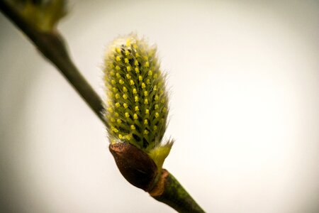 Fluff spring bud