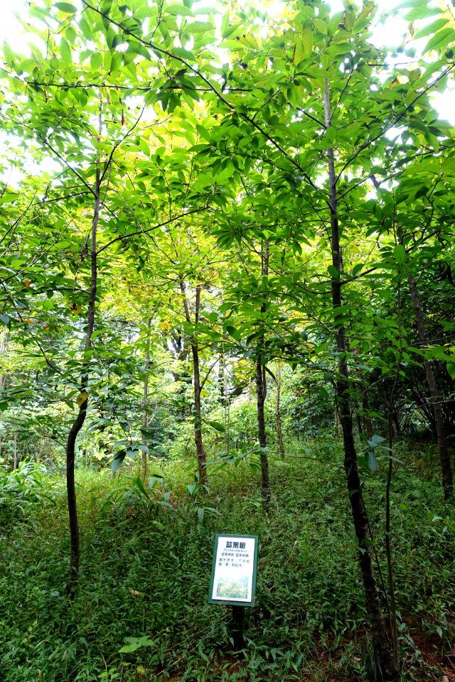 Nyssa sinensis - Chengdu Botanical Garden - Chengdu, China - DSC03413