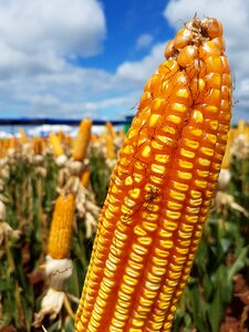 Corn plantation rural