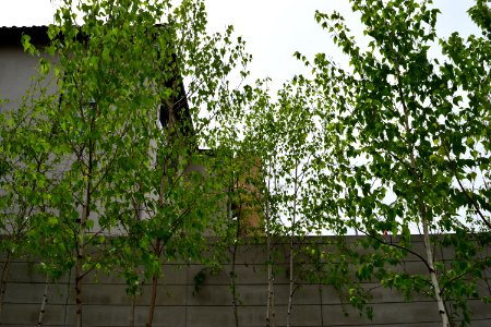 Ohio-Columbus-Columbus Museum of Art-2017-04-23-016
