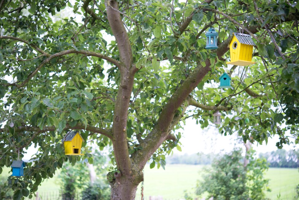 Apple tree house animal