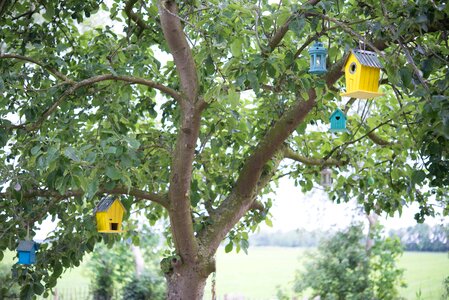 Apple tree house animal