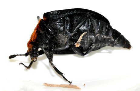 Oiceoptoma-thoracicum-08-fws