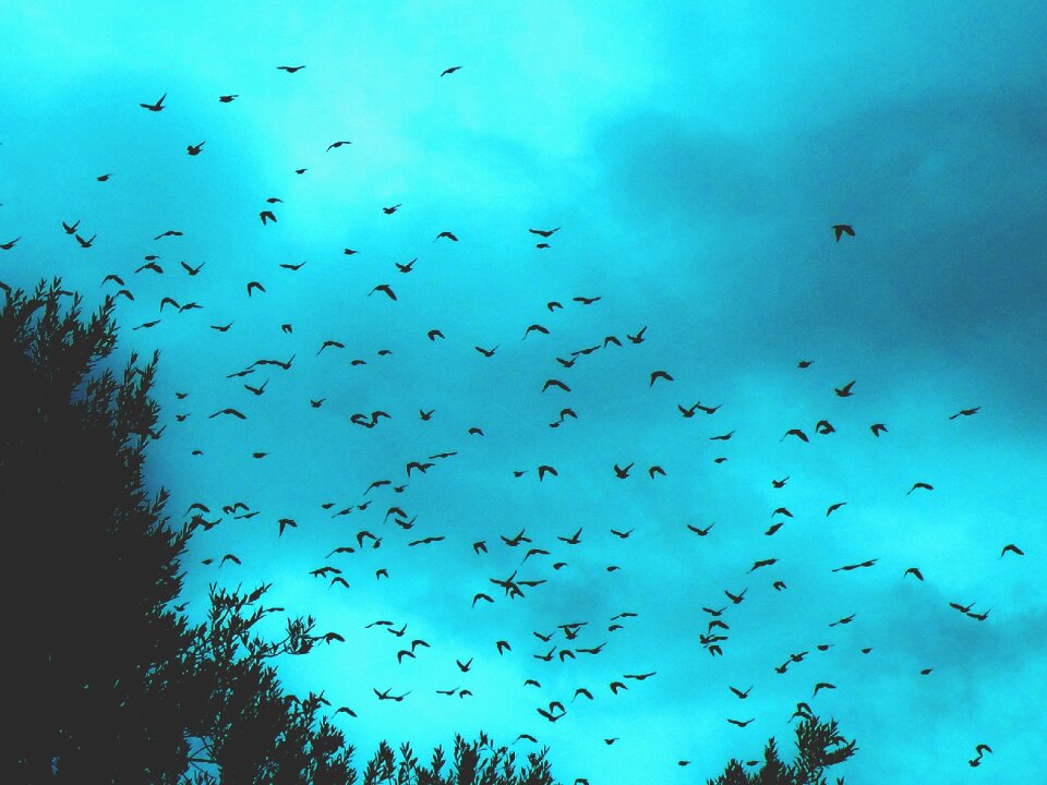 Birds starlings winter