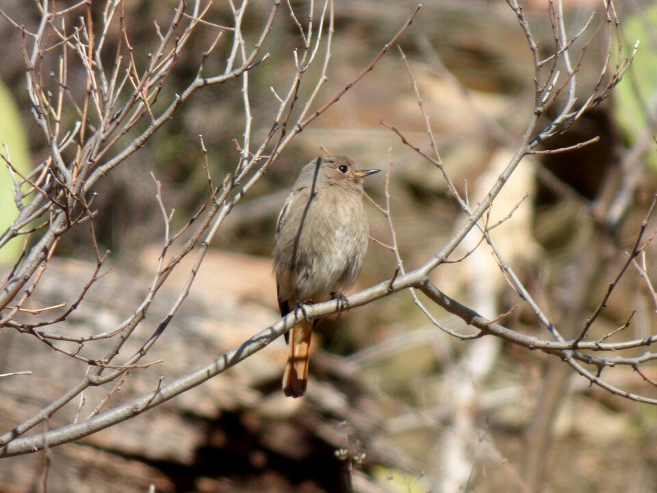 Phoenicurus ochruros branches bird