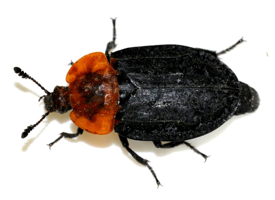 Oiceoptoma-thoracicum-07-fws