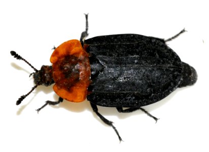 Oiceoptoma-thoracicum-07-fws