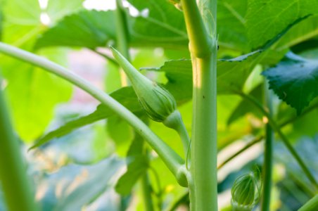Okra green fruit