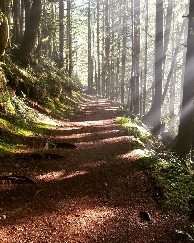 Ethereal walk in the woods brown walking