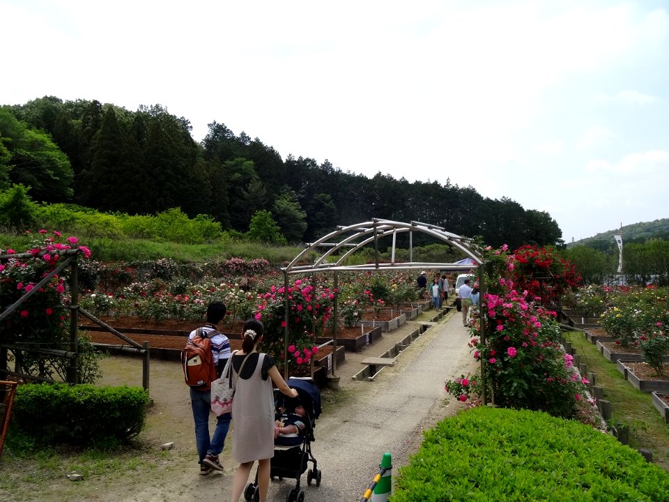 Okutono-Jinya-Rose-Garden-1