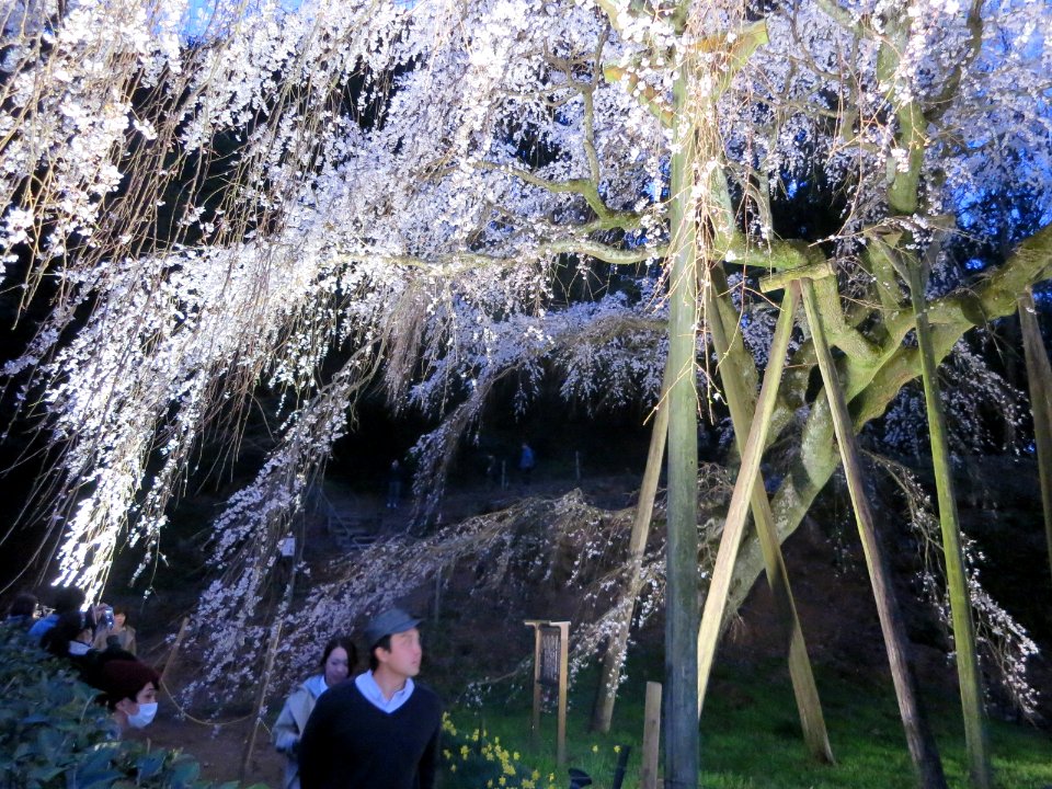 Okuyamada-Shidarezakura-2