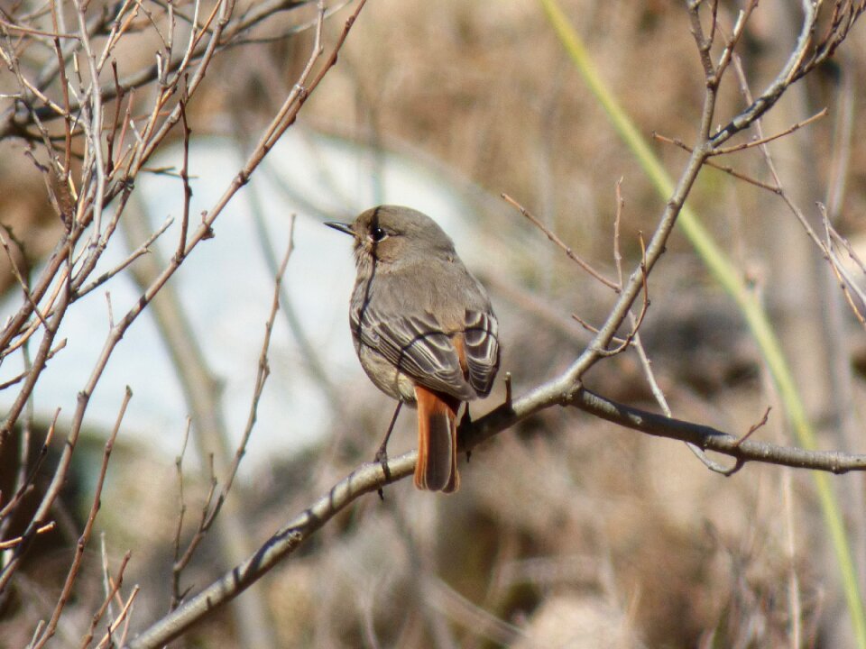 Phoenicurus ochruros branches bird
