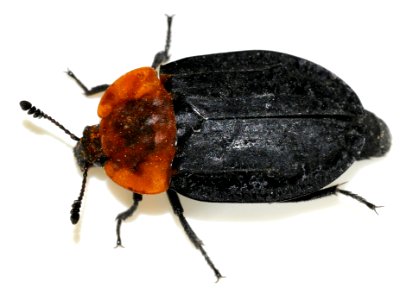 Oiceoptoma-thoracicum-11-fws