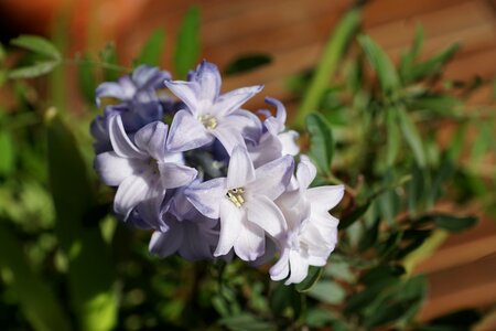 Flowers close up violet
