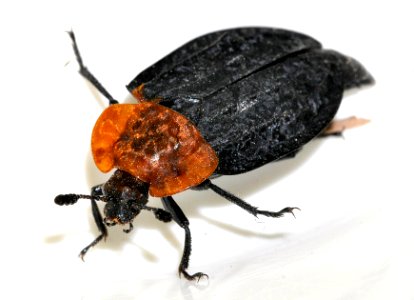 Oiceoptoma-thoracicum-13-fws