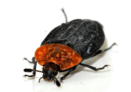 Oiceoptoma-thoracicum-09-fws