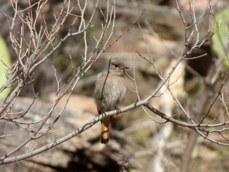 Phoenicurus ochruros branches bird photo