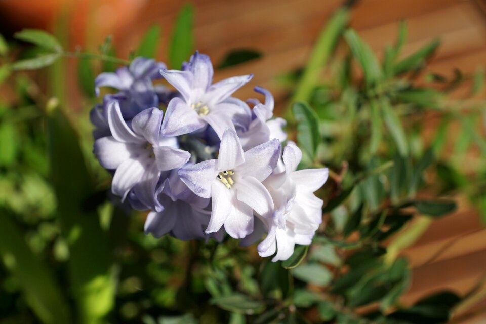Flowers close up violet