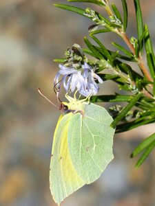 Flower libar rosemary photo