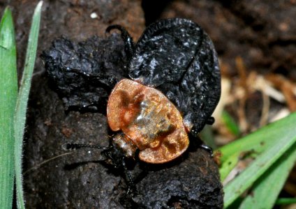 Oiceoptoma-thoracicum-04-fws