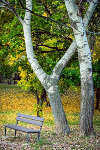 Birch leaf loneliness