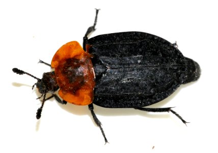 Oiceoptoma-thoracicum-10-fws
