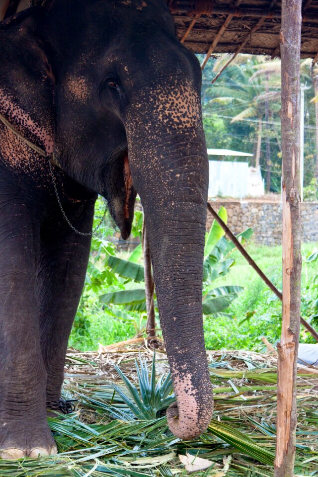 African bush elephant proboscis tusk