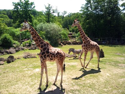 Zoo giraffe animal
