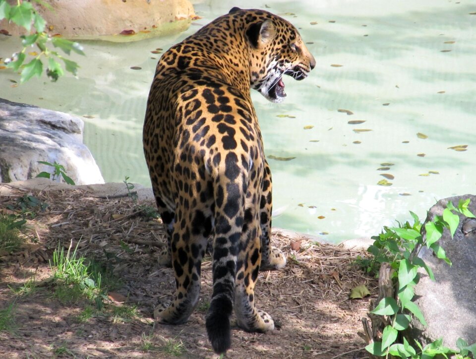 Mammal predator carnivore