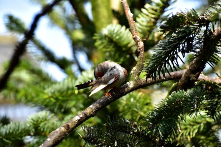 Bird small bill photo