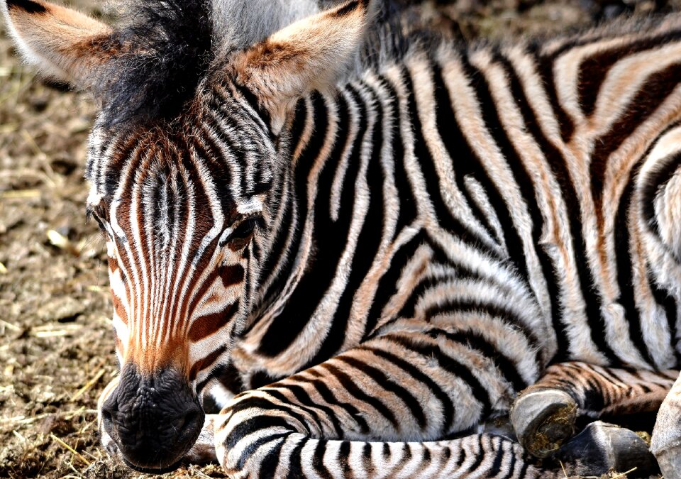 Zebra zebra young calf