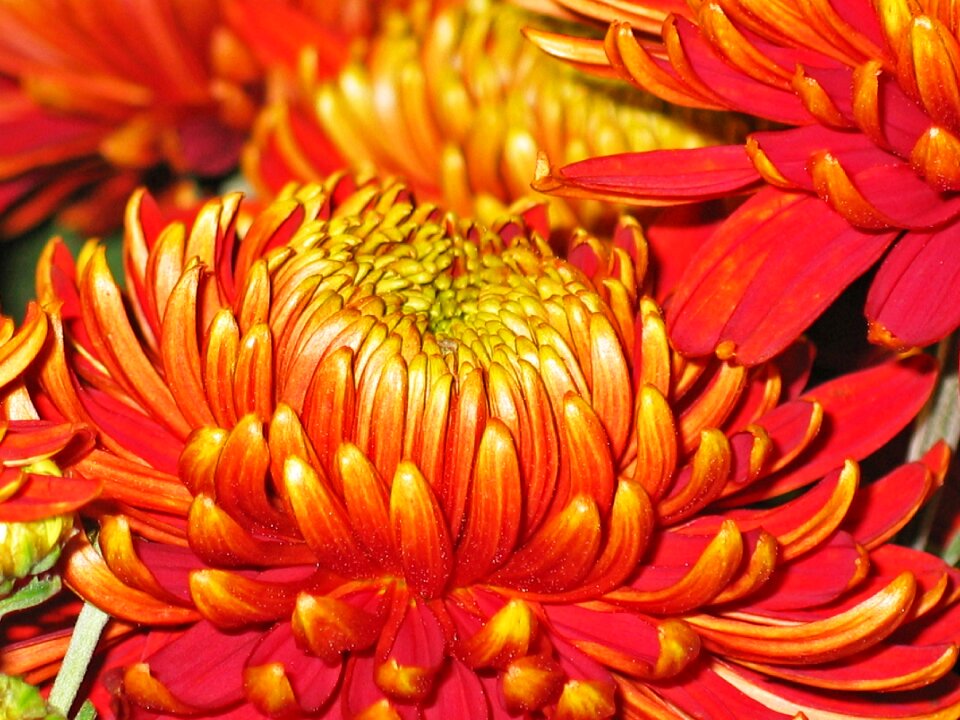 Blossom bloom nature
