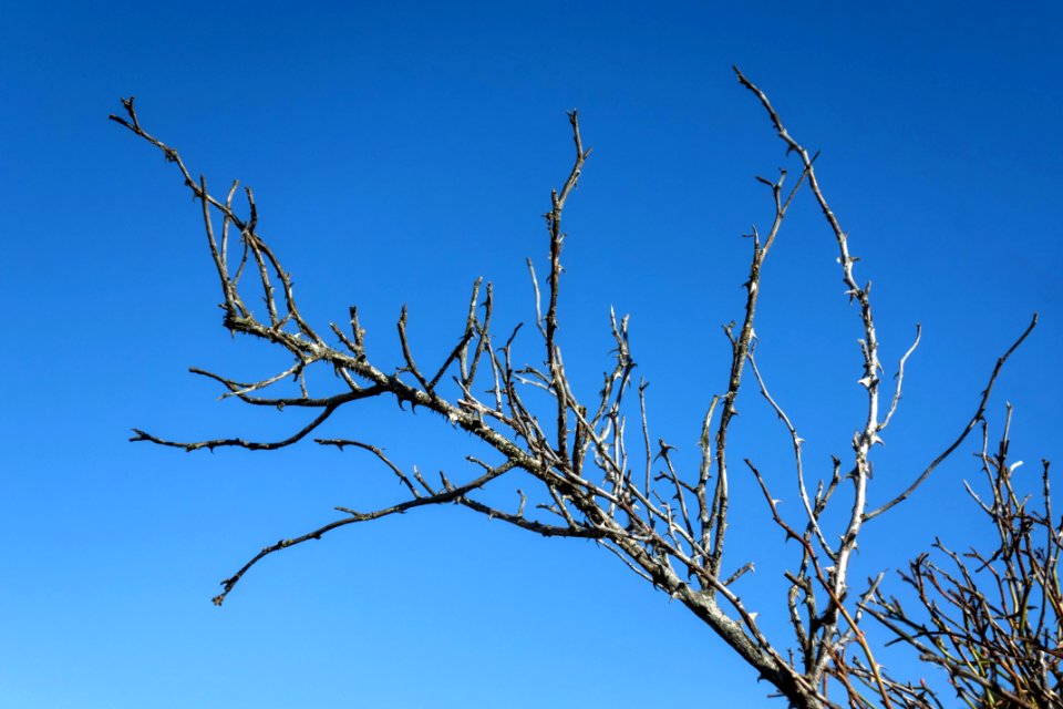 Old dry dog rose branch in Loddebo