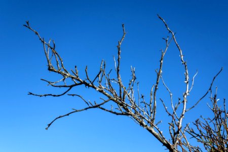 Old dry dog rose branch in Loddebo