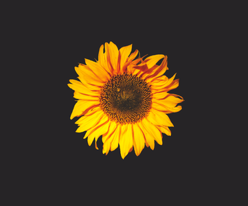 Yellow black background black