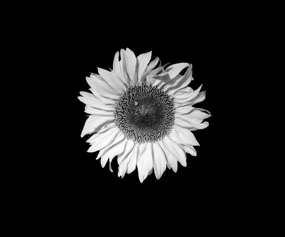 Grey black and white black background