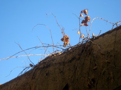 Old house in Haj Mehdi Kuycheh (alley) - Nishapur 20