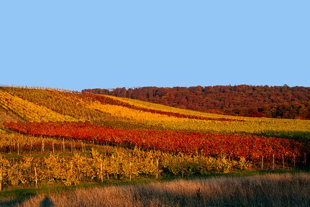 Fall color autumn colours golden hour photo